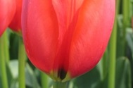 Tulp Worlds Fire